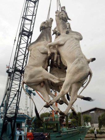 Live transport of Indian cows for slaughter